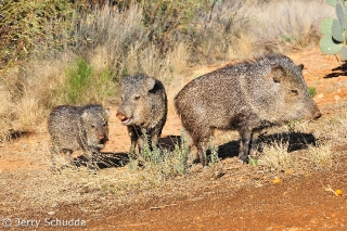 Javalina family