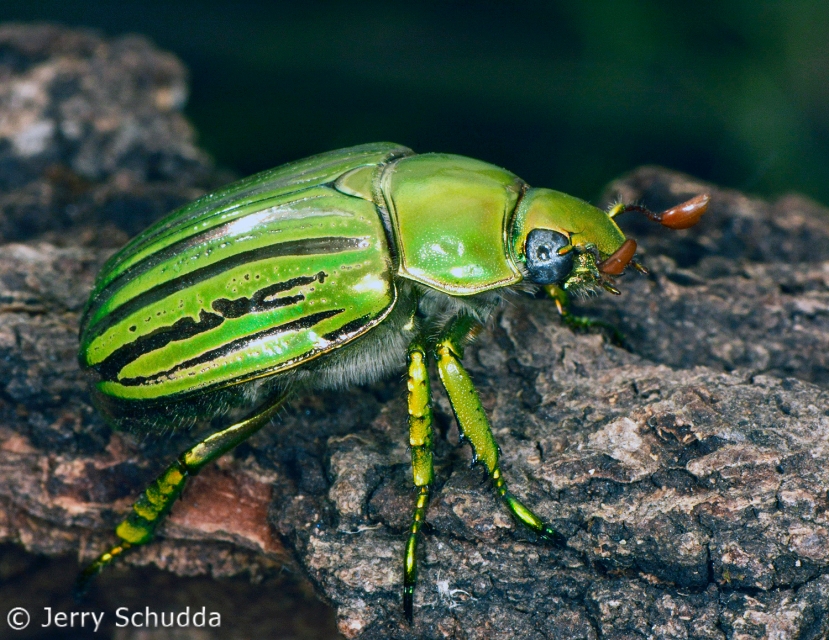 Glorious Jeweled Scarab Beetle