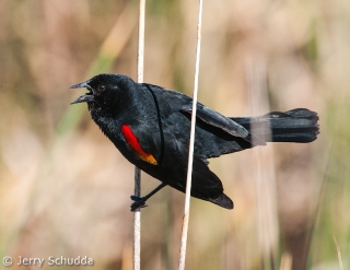 Red-winged Blackbird 2