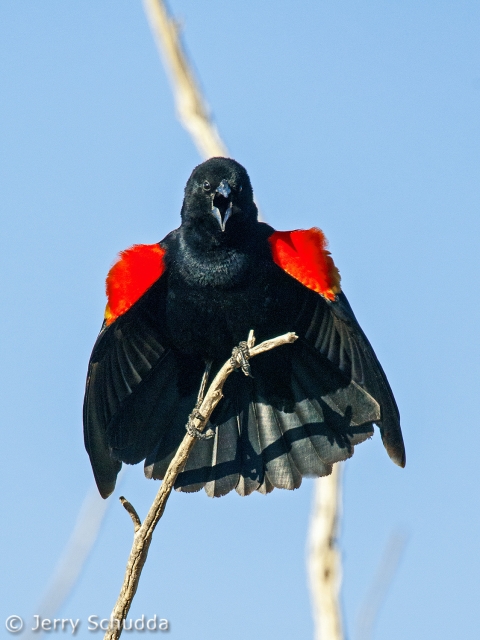 Red-winged Blackbird 4