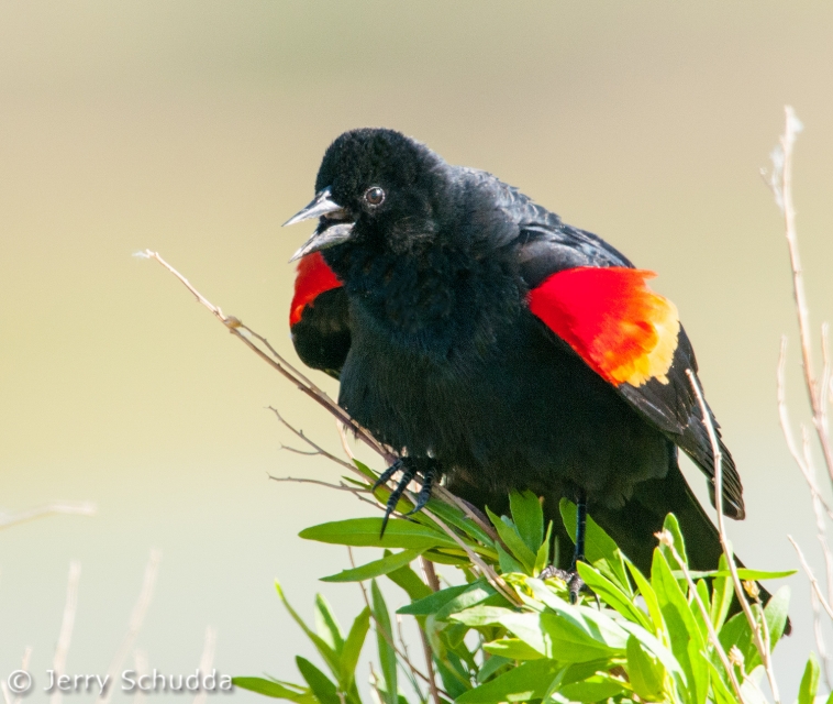 Red-winged Blackbird 3