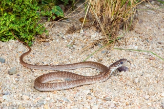 Coachwhip Red Morph juv 3