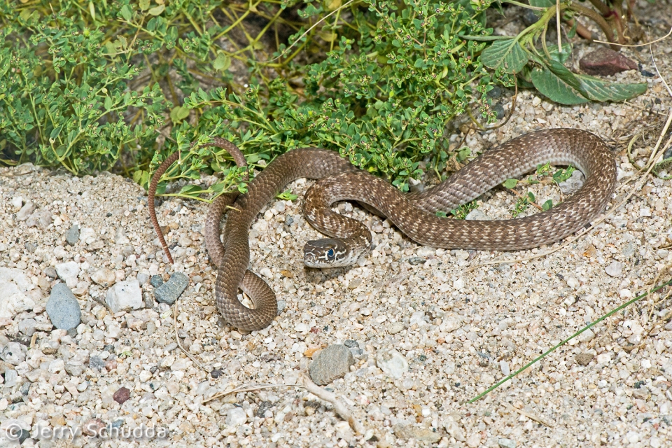 Coachwhip Red Morph juv 2