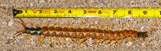Giant Desert Centipede 1