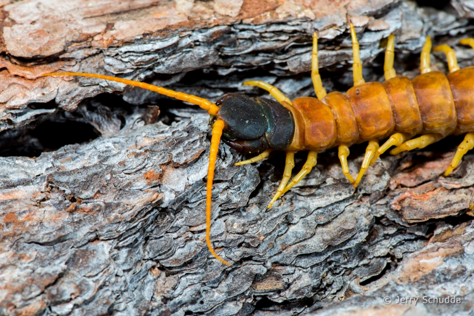 Giant Desert Centipede 4