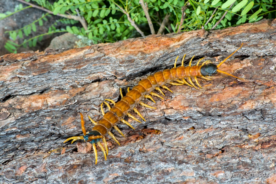 Giant Desert Centipede 3