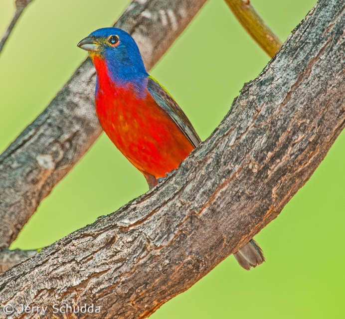 Painted Bunting 2