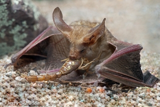 Pallid Bat feeding on Devil Scorpion 6