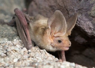 Pallid Bat