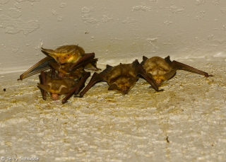 Pallid Bat 1