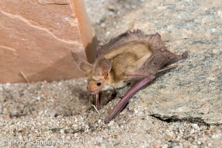 Pallid Bat 4