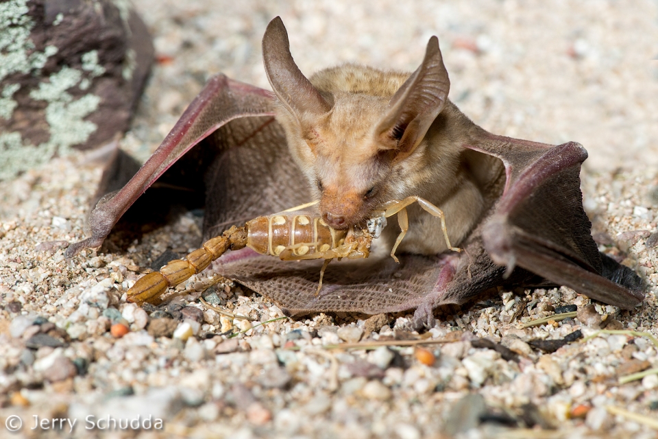 Pallid Bat feeding on Devil Scorpion 5