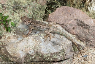 Clark's Spiny Lizard 1