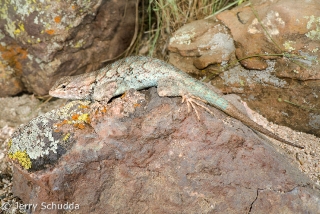 Clark's Spiny Lizard 2