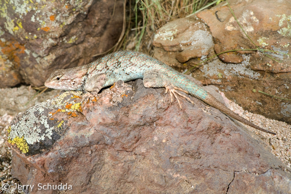 Clark's Spiny Lizard 2