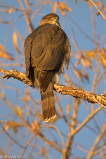 Cooper's Hawk 1