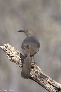 Curve-billed Thrasher 1