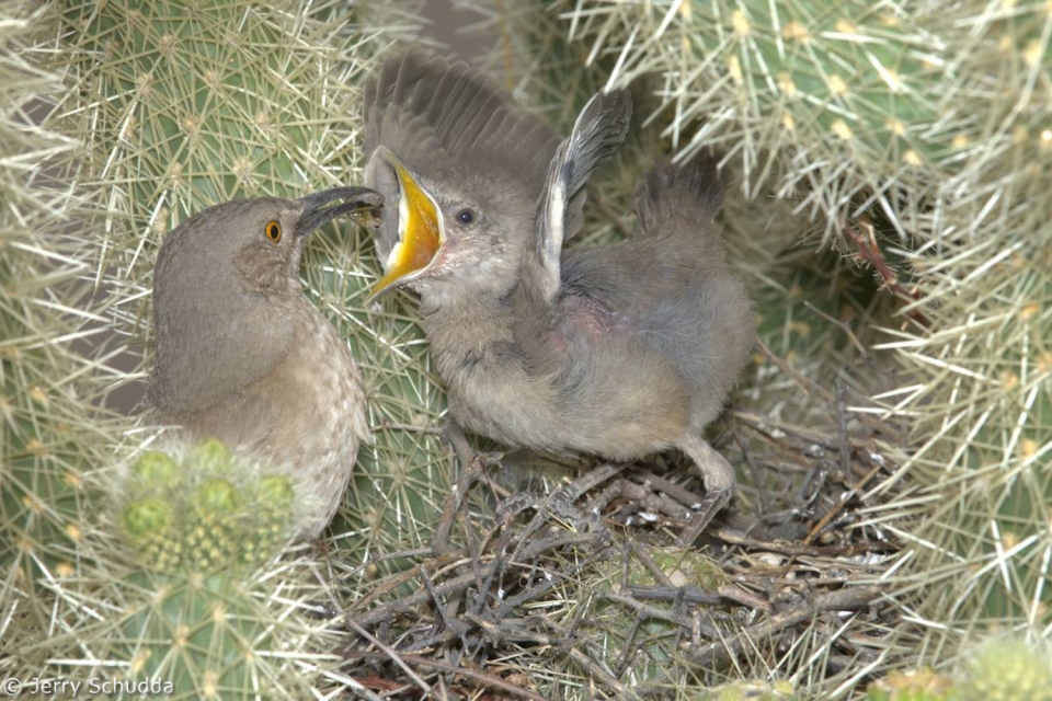 Curve-billed Thrasher 2