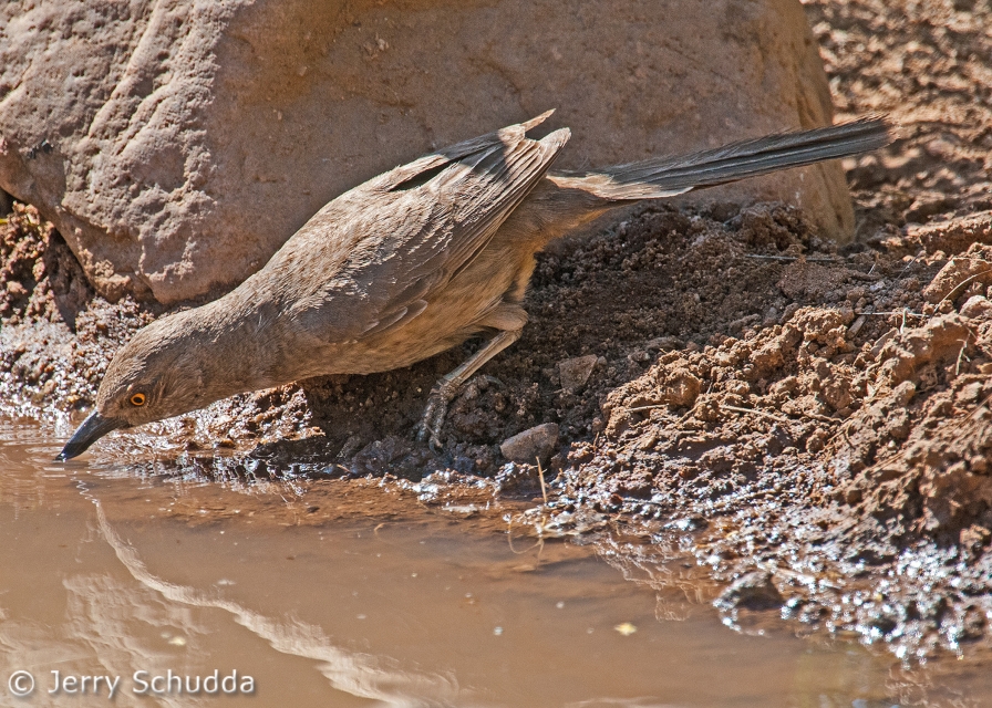 Curve-billed Thrasher 3