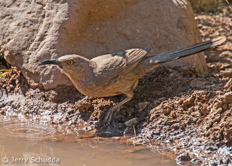 Curve-billed Thrasher 4