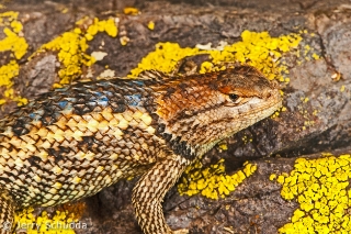 Desert Spiny Lizard 3