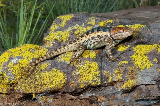 Desert Spiny Lizard 2