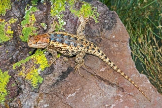 Desert Spiny Lizard