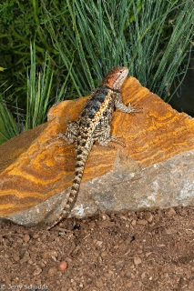 Desert Spiny Lizard 1