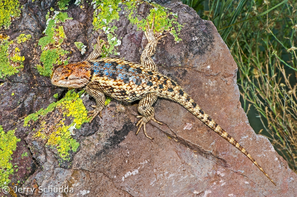 Desert Spiny Lizard