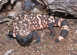 Gila Monster