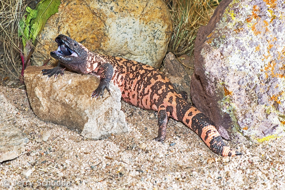 Gila Monster 3