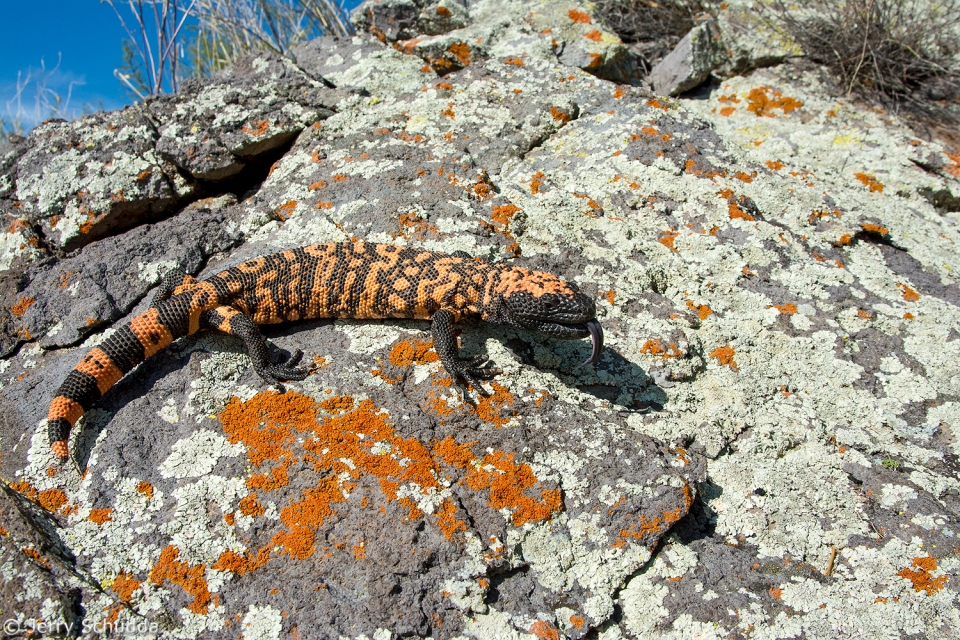 Gila Monster 1