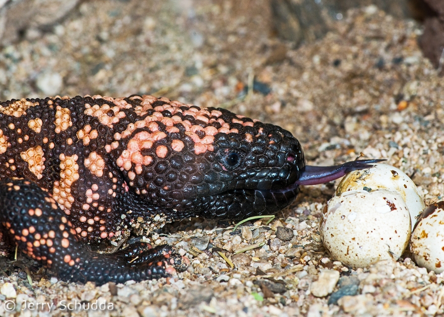 Gila Monster - tasting Quail eggs 4