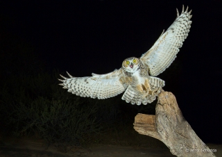 Great Horned Owl 17