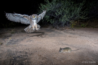 Great Horned Owl 14