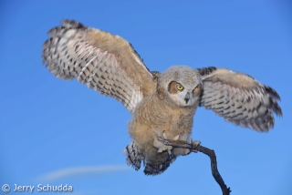 Great Horned Owl 5