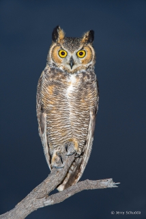 Great Horned Owl 11