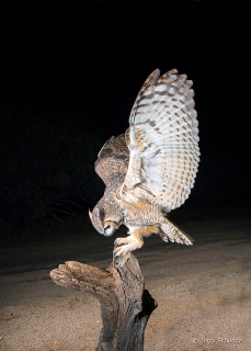 Great Horned Owl 20