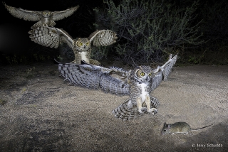 Great Horned Owl attack 6