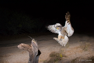 Great Horned Owl 22