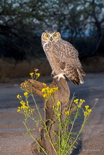 Great Horned Owl 23
