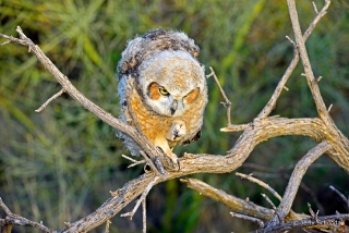 Great Horned Owl 25