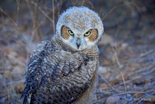 Great Horned Owl 24