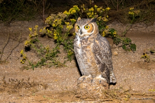 Great Horned Owl 13
