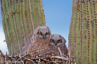 Great Horned Owl owlets 3
