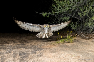 Great Horned Owl 16