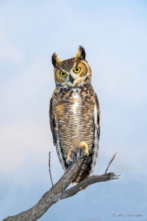 Great Horned Owl 9