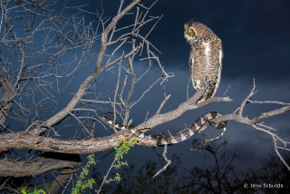 Great Horned Owl  checking out a Common King Snake 7