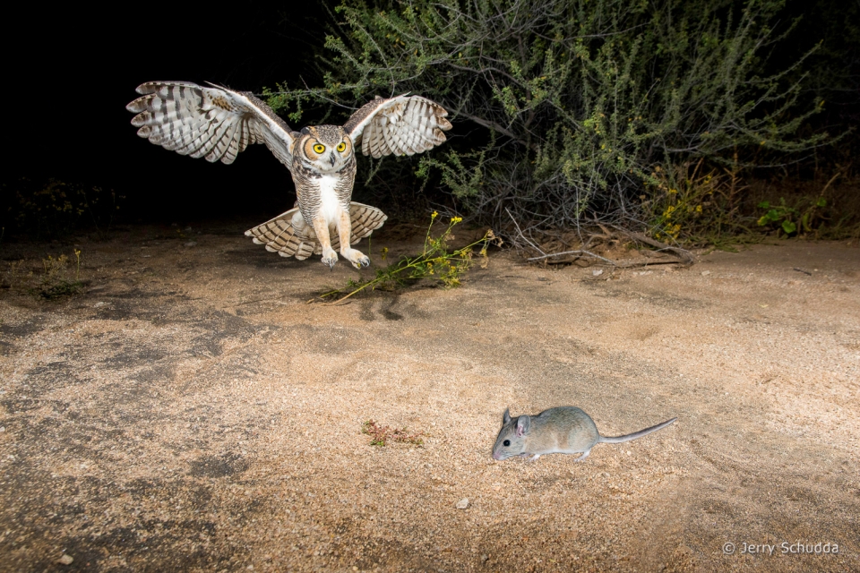 Great Horned Owl 15