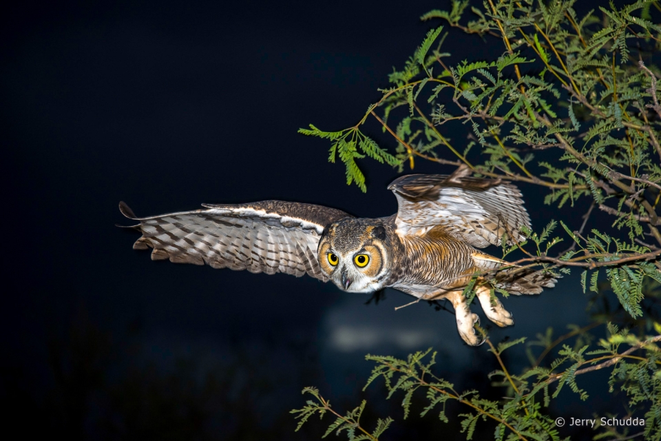 Great Horned Owl 12